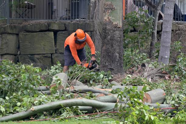 How Our Tree Care Process Works  in  Ogdensburg, NJ